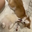 1 yr old mixed corgi siblings for sale-0