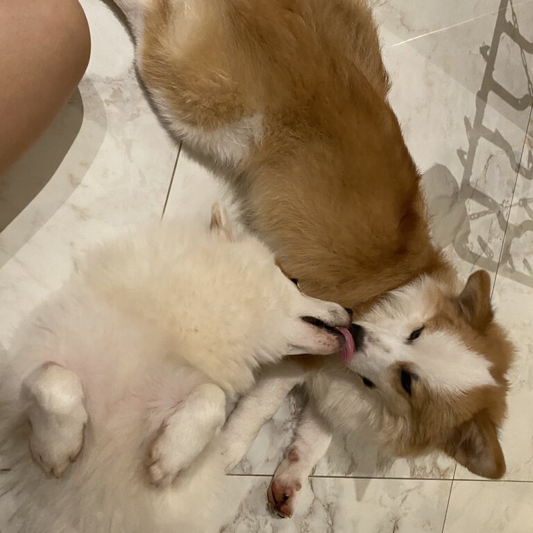 1 yr old mixed corgi siblings for sale