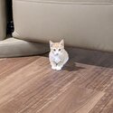 Ginger kitten for adoption-1