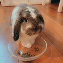 Selling my beautiful Holland lop rabbit-3