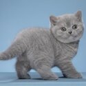 British Shorthair kittens for sale Singapore 