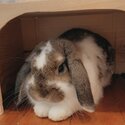 Selling my beautiful Holland lop rabbit-2