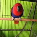 Red eclectus for sale -2