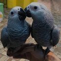 African grey And cockatoo Parrots for adoption male and female -5