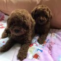 4 toy poodles for sale-0