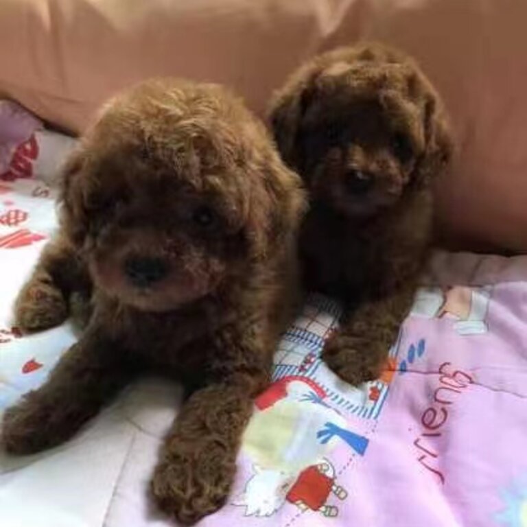 4 toy poodles for sale