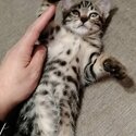 Pure Bengal Kittens for sale