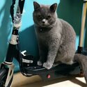 Pure Bred British Shorthair-3