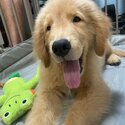 Male Golden Retriever Puppy-2