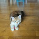 Siberian X Female kitten for adoption-0