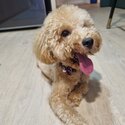 11month old Poodle -4