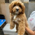 Cavapoo for sale!-1