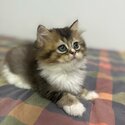 RARE!!! British Long Hair Kitten With White Glove-4