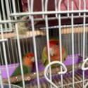 Peach-Faced lovebirds-2