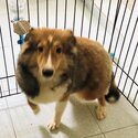 Shetland Sheepdog looking for new owner-0