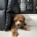 Male Maltipoo -4