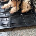 looking for new owner of 5 months Cavapoo-1