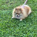 Female Pomeranian for sale-2