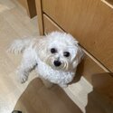 Teacup Maltipoo to be rehomed-2