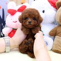 Beautiful Teacup Poodle dogs for sale Singapore