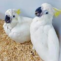 African grey And cockatoo Parrots for adoption male and female -1