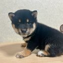 Black and tan Shiba Inu for sale!-3