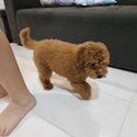 Maltipoo Male 3months old -0