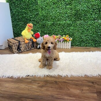 Cavapoo for Sale, Still Puppy