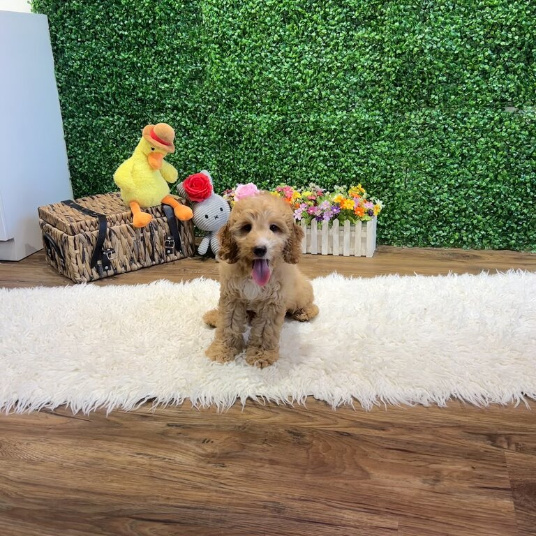 Cavapoo for Sale, Still Puppy