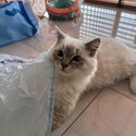 (RE-HOMED) Blue Lynx Bi-color Ragdoll -3