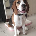 6 Months Tri Coloured imported Irish Beagle-3