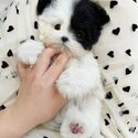 Adorable Maltipoo Puppies for sale