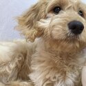 Goldendoodle puppy for sale-0