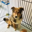 Shetland Sheepdog looking for new owner-1