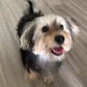 Morkie male for adoption -0