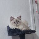 Ragdoll mixed Siberian-3