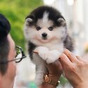 Blue Eyes Korean Imported Pomsky Puppies