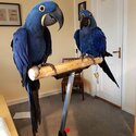 We have a Male and Female Hyacinth Macaw Parrots-0