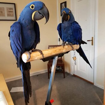 We have a Male and Female Hyacinth Macaw Parrots