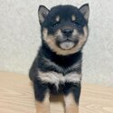 Black and tan Shiba Inu for sale!-0