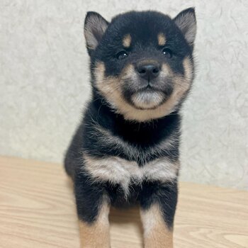 Black and tan Shiba Inu for sale!