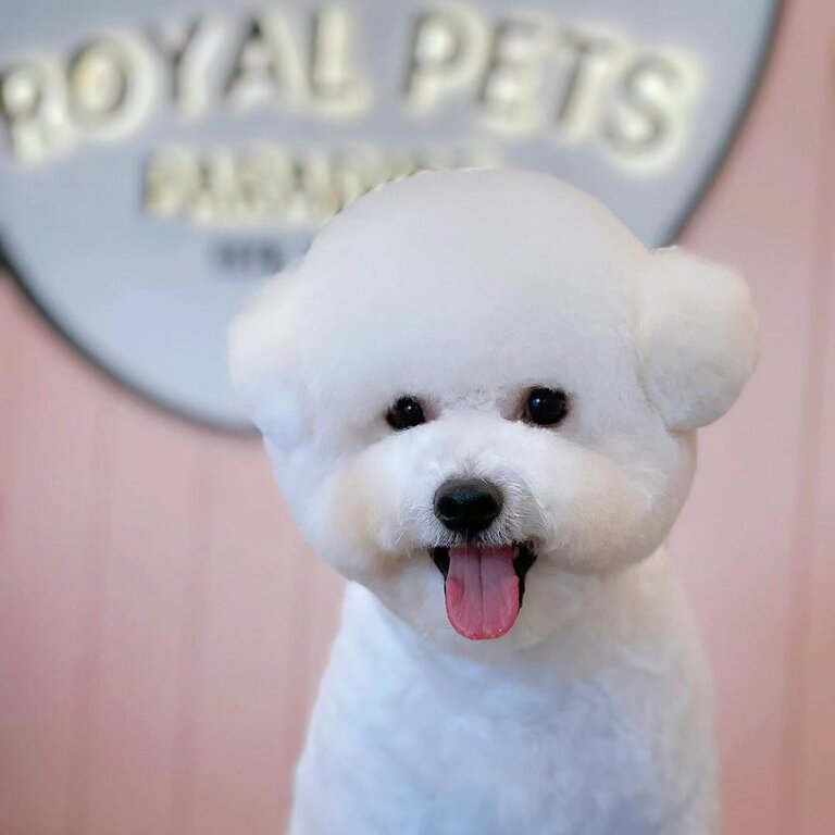 Sell my Purebred Bichon