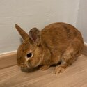 Netherland Dwarf for Adoption-4