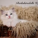 Truly amazing , top quality pedigree Ragdolls with full package-2