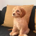 Beautiful Cavapoo for rehome-2