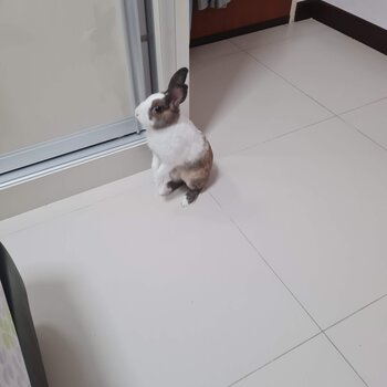 Netherland dwarf rabbit