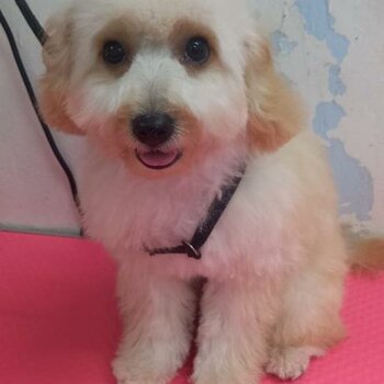 *Taken* Cavapoo Puppy 7 Month Old