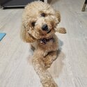 11month old Poodle -3