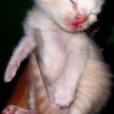 Kittens for adoption/sell-3
