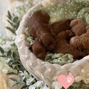 Adorable Cavoodle/Cavapoo Puppies from Australia - DNA tested parents | Expression of interest-1